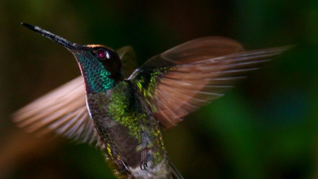 Photo d'un colibri en plein vol aux Galápagos